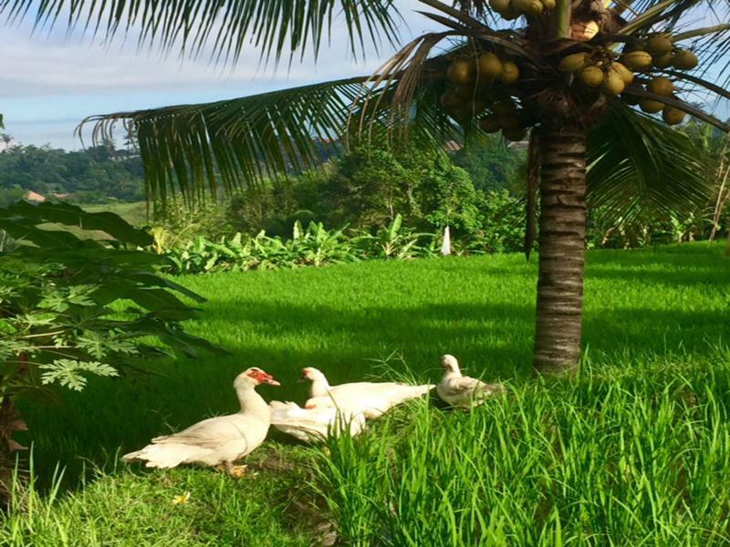 Bisma Cottages Ubud Zewnętrze zdjęcie