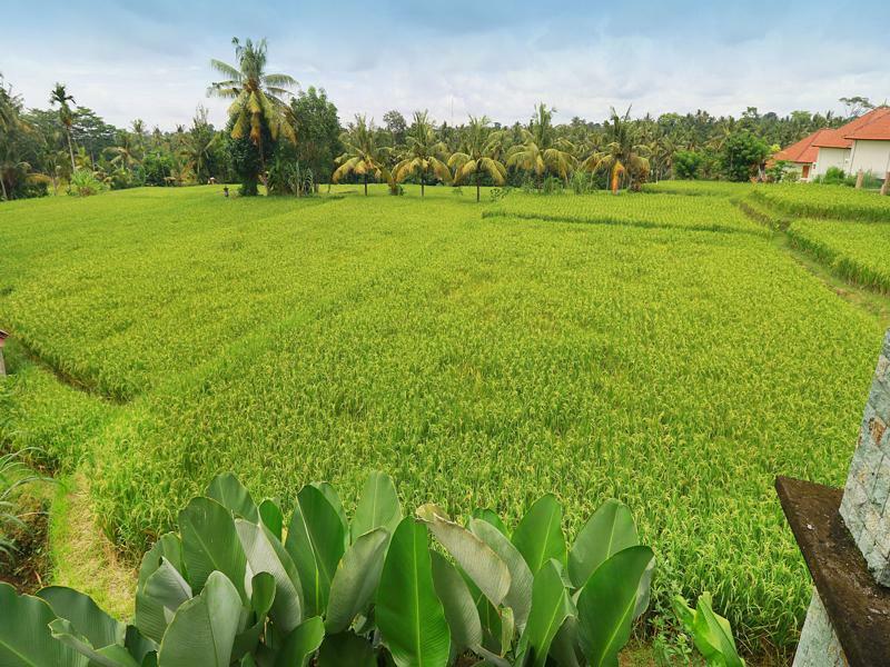 Bisma Cottages Ubud Zewnętrze zdjęcie