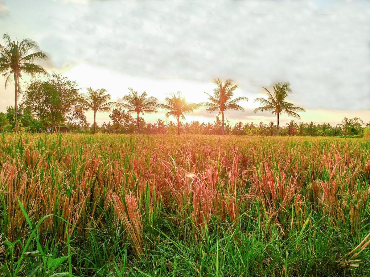 Bisma Cottages Ubud Zewnętrze zdjęcie